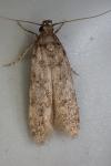 Teleiopsis diffinis
