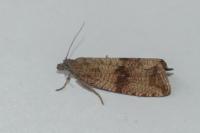 Celypha striana