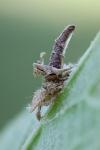 Coleophora ahenella