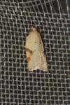 Acleris ferrugana/notana