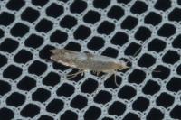 Argyresthia spinosella