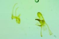 Teleiodes flavimaculella