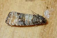 Piniphila bifasciana