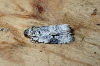Celypha woodiana