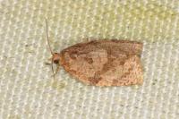 Adoxophyes orana