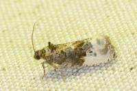 Hedya nubiferana