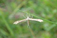 Stenoptilia