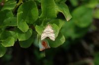 Isotrias stramentana