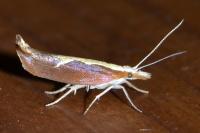 Ypsolopha dentella