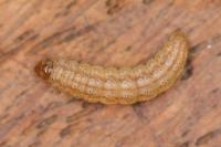 Scrobipalpa instabilella