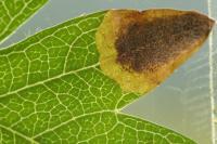 Stigmella paradoxa
