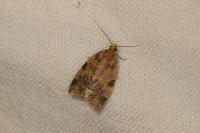 Epagoge grotiana