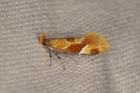 Epicallima formosella