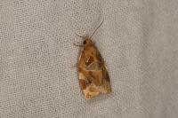 Archips xylosteana