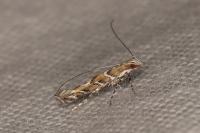 Acrocercops brongniardella