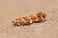 Cameraria ohridella