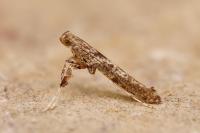 Caloptilia cuculipennella