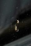 Monopis monachella