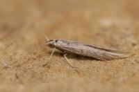 Coleophora pseudorepentis