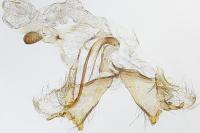 Coleophora pseudorepentis