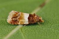 Epinotia festivana