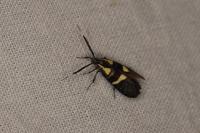 Dasycera oliviella