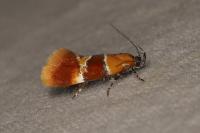 Epicallima bruandella