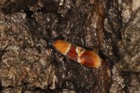 Epicallima bruandella