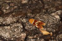 Epicallima bruandella
