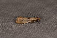 Tinea trinotella