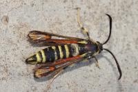 Bembecia ichneumoniformis