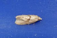 Phalonidia affinitana