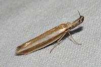 Pleurota aristella