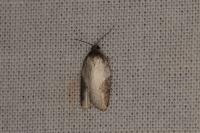 Acleris