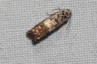 Epinotia subocellana