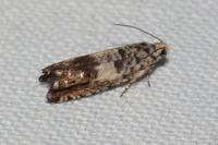 Epinotia subocellana