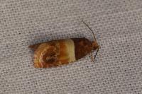 Epinotia festivana