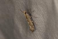 Plutella xylostella