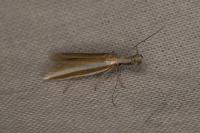 Pleurota aristella