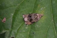 Celypha lacunana