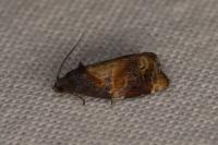 Ditula angustiorana