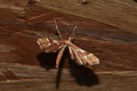 Cnaemidophorus rhododactylus