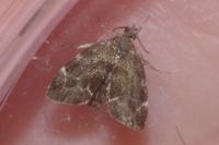 Anthophila fabriciana