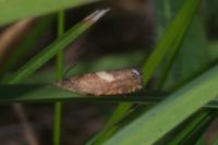 Dichrorampha