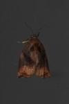 Archips podana