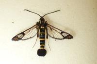 Synanthedon conopiformis