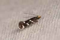 Eudarcia