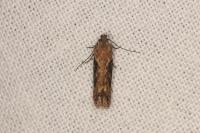 Scrobipalpa costella