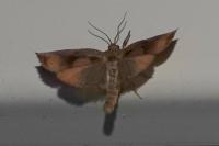 Archips podana