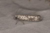 Yponomeuta irrorella